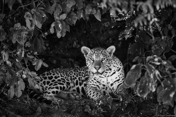 A young jaguar in Brazil.