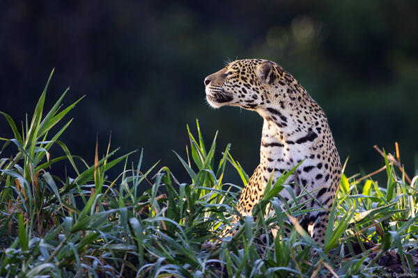Jaguar in Brazil.