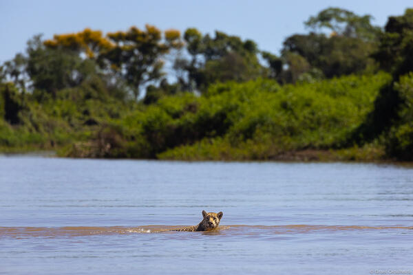 Swimming jaguar in Brazil.
