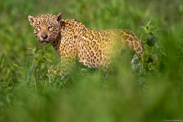 Jaguar in Brazil's Pantanal.
