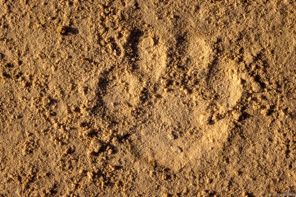 Jaguar Print