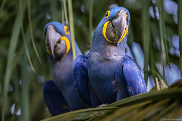 Hyacinth macaws in Brazil.