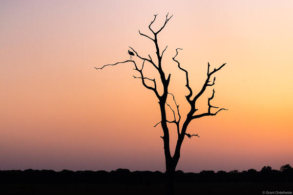 Stork Sunset