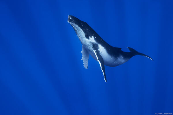 Humpback Light