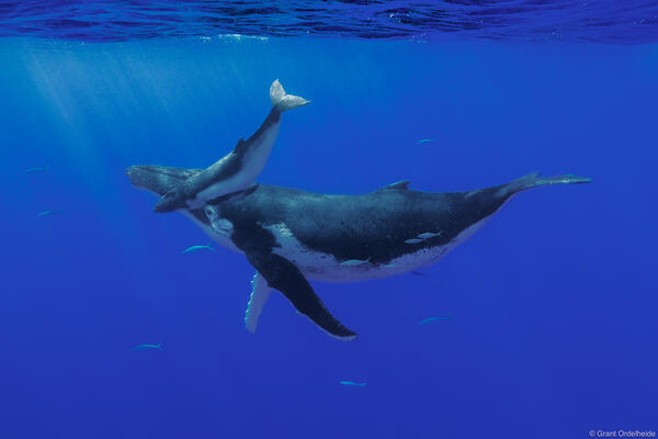 Underwater view of a humpback whale and calf.