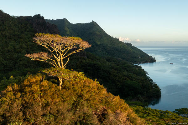 Sunrise Tree