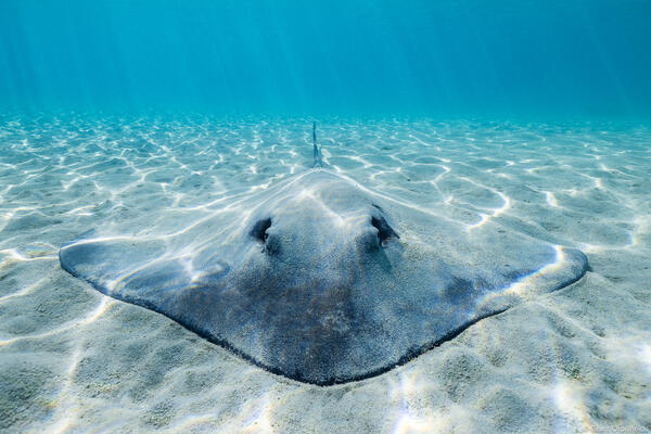 Stingray