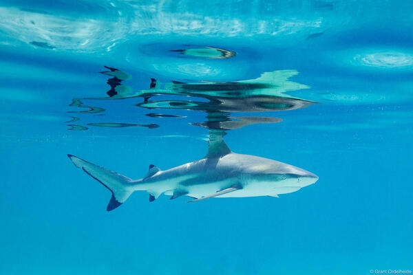 A blacktip shark in French Polynesia.