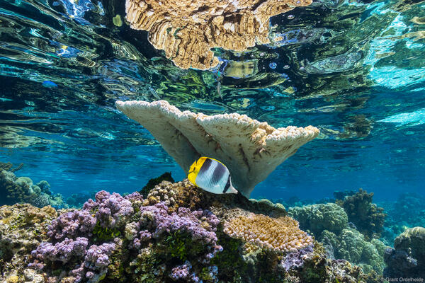 Underwater scene of tropical fish and coral in French Polynesia.
