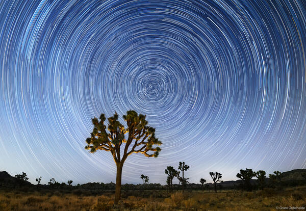Joshua Tree Star Trails