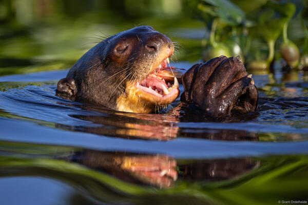 Giant River Otter Feeding