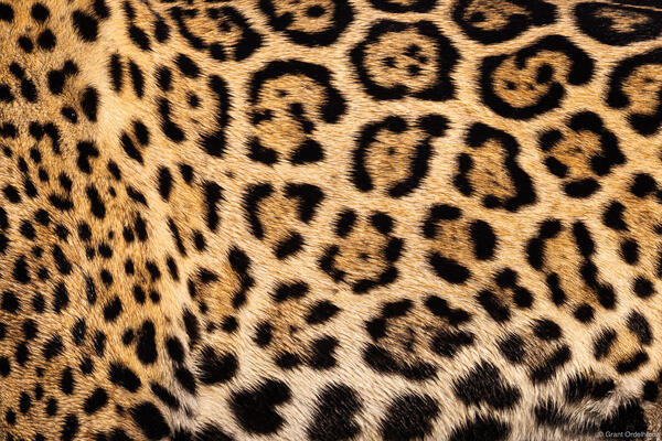 Jaguar Pattern