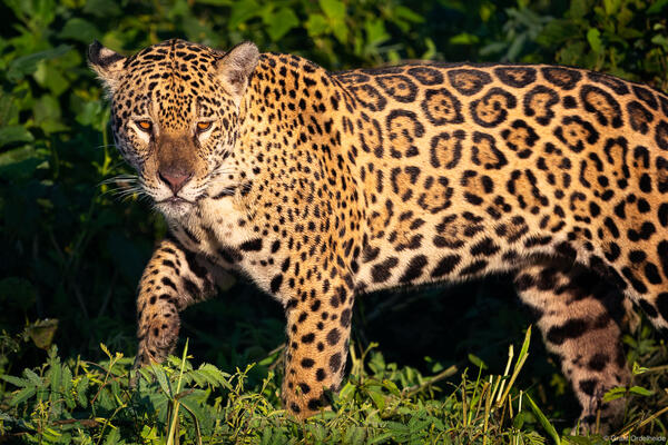 Morning Jaguar