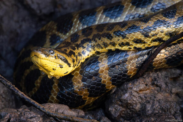 Yellow Anaconda