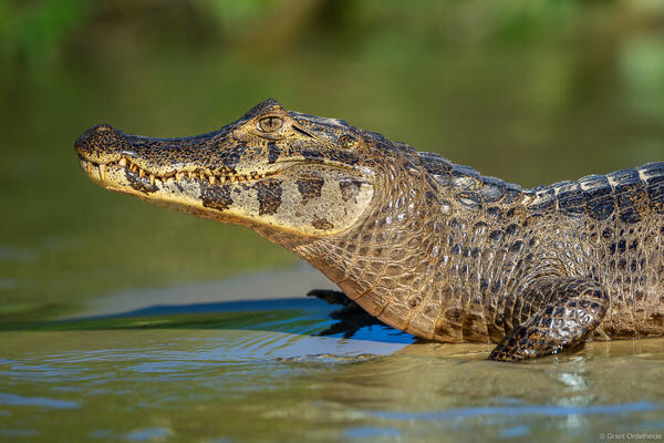 Caiman Profile
