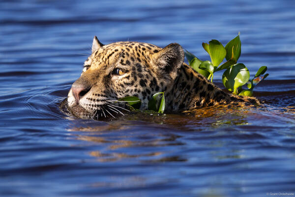 Swimming Jag