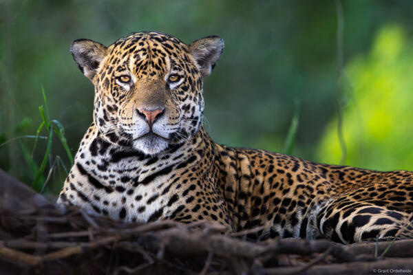 Jaguar