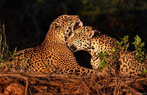 Jaguar Brothers