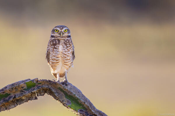 Brazilian Burrowing Owl