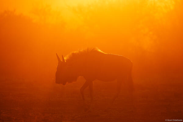 Wildebeest Sunrise