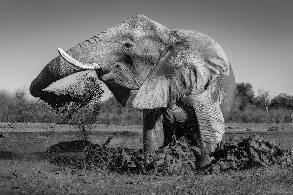 Elephant Splash