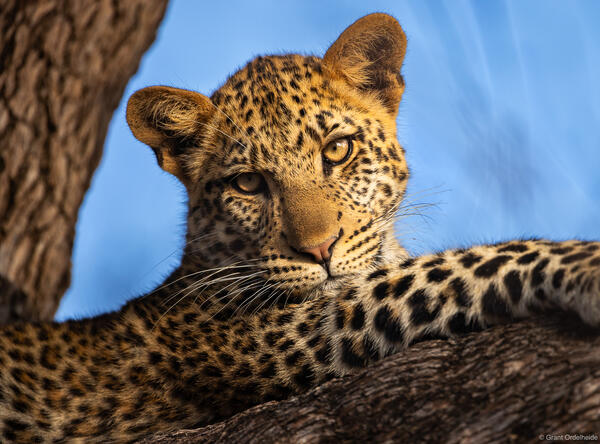 Young Leopard