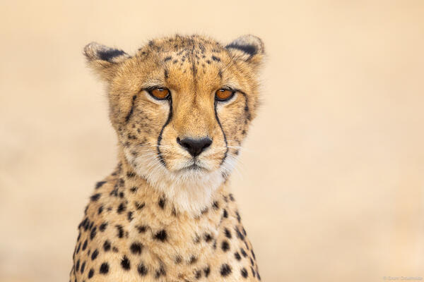 Cheetah Portrait