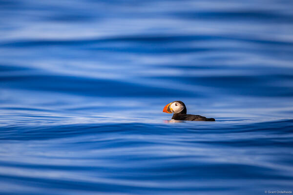 Svalbard Puffin