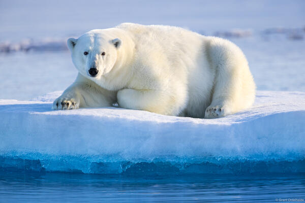 Resting Polar Bear