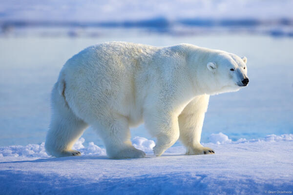 Arctic Bear