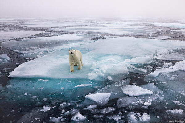 Polar Environment 