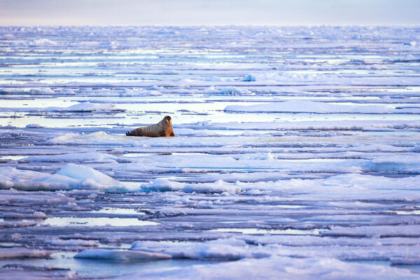 Lone Walrus