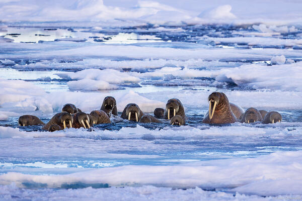 Tusks and Ice