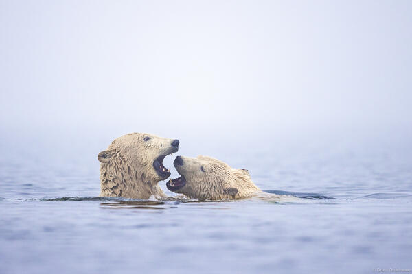 Playing Bears