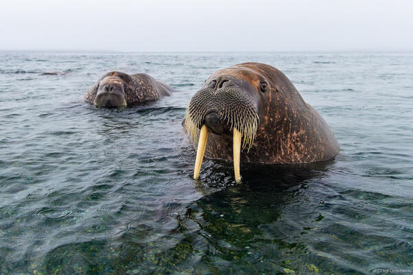 Curious Walrus