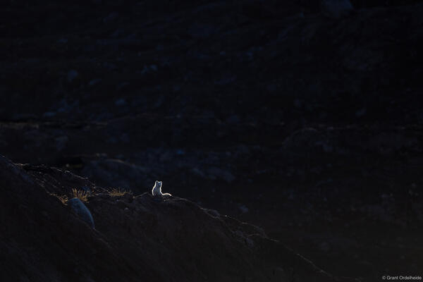 White Fox