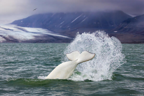 Beluga Splash