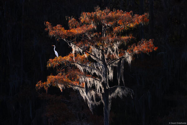 Backlit Egret