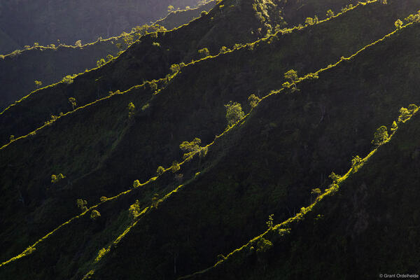 Kauai Layers