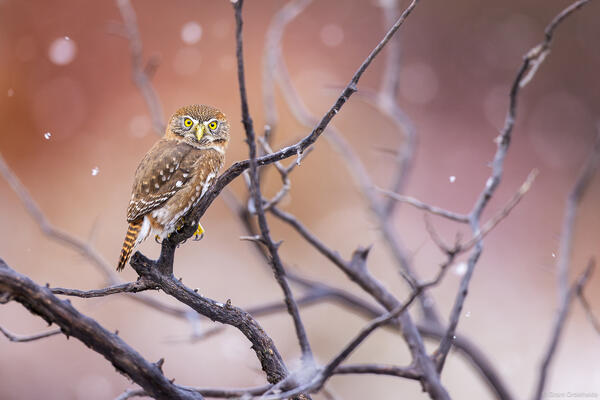 Austral Pygmy Owl
