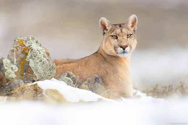 Relaxing Puma