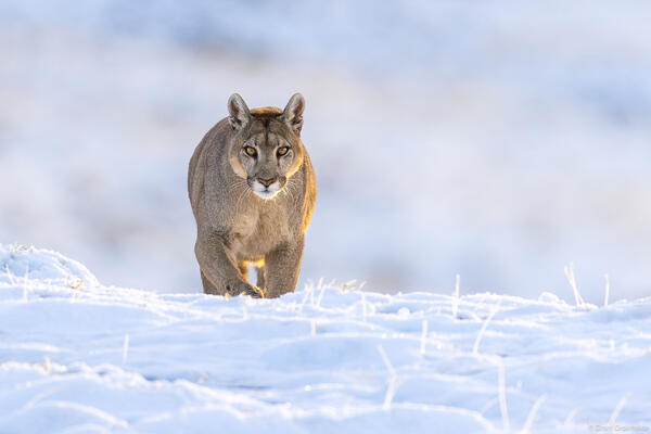 Winter Puma