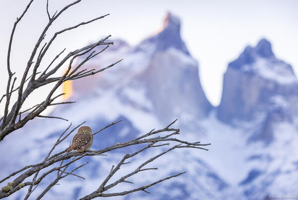 Pygmy Owl Cuernos