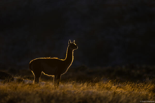 Backlit Guanaco