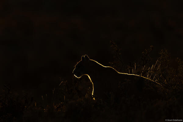 Rim Light Puma