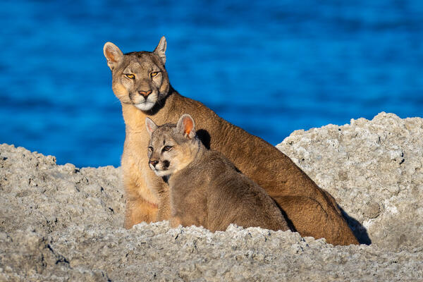 Petaca and Cub
