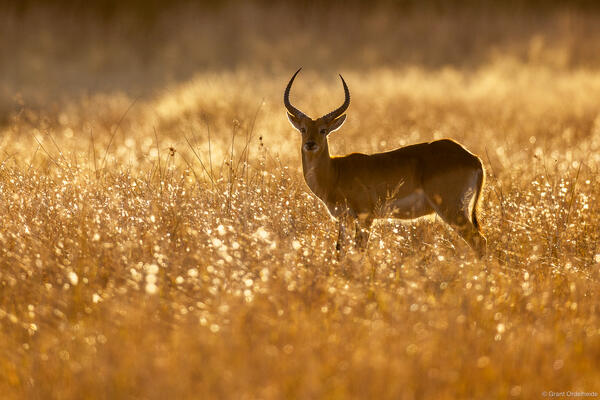 Red Lechwe
