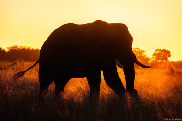 Elephant Sunset