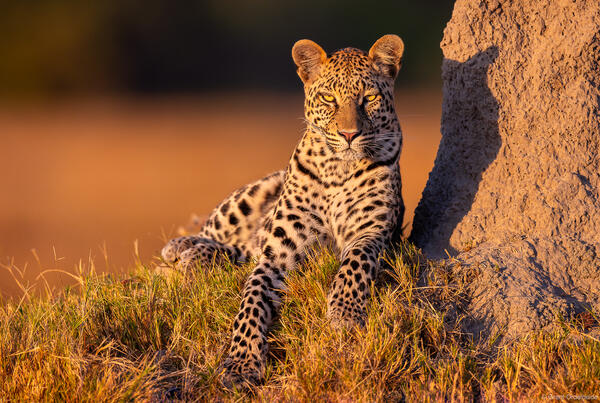 Leopard Evening