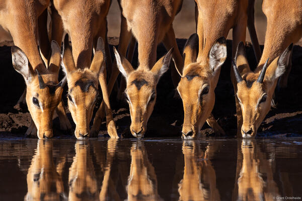Impala Drinking